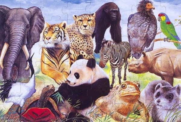 Плакат на тему защита животных