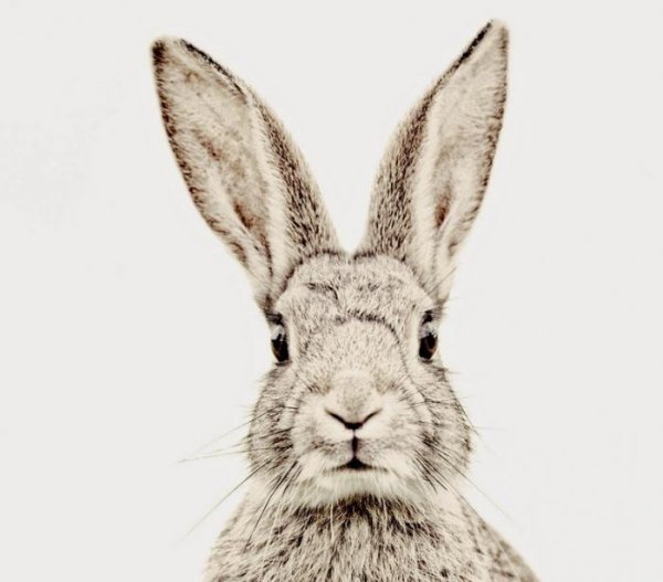 Постер заяц для печати