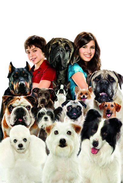 Домашние животные