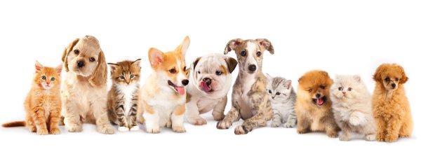 Добрые дела для животных