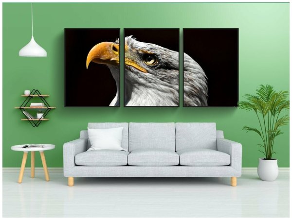 Белоголовый Орлан среда обитания