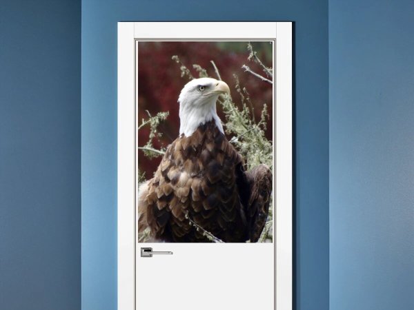 Фотообои Орел на стену