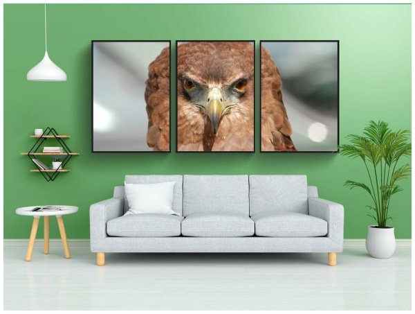 Орел парящий в небе