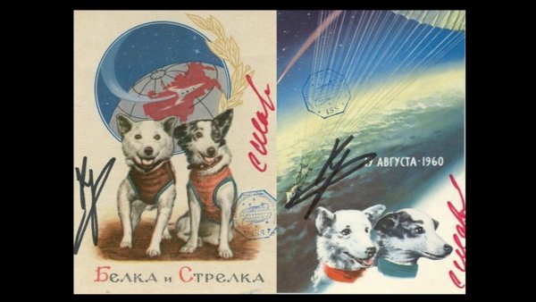 Плакат с собаками про космос