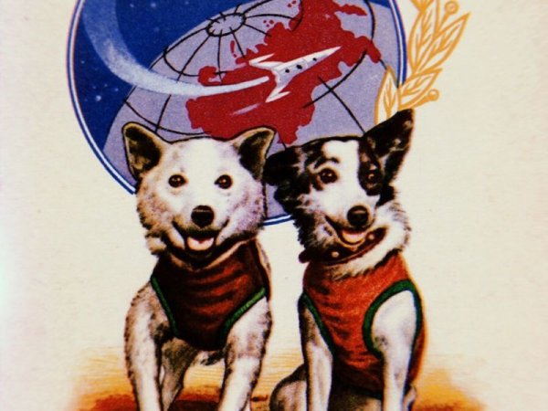 Белка и стрелка в космосе квест