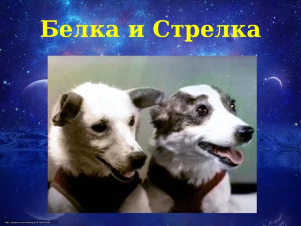 Белка и стрелка совершившие полет
