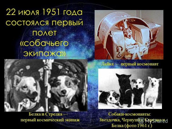 Гагарин белка и стрелка