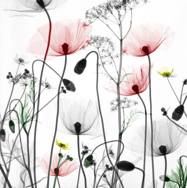 Орхидеи живопись