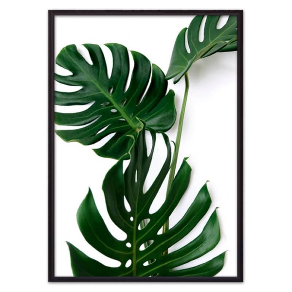 Монстера Bangsaphan Blue