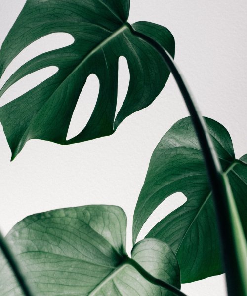 Тропические листья монстеры