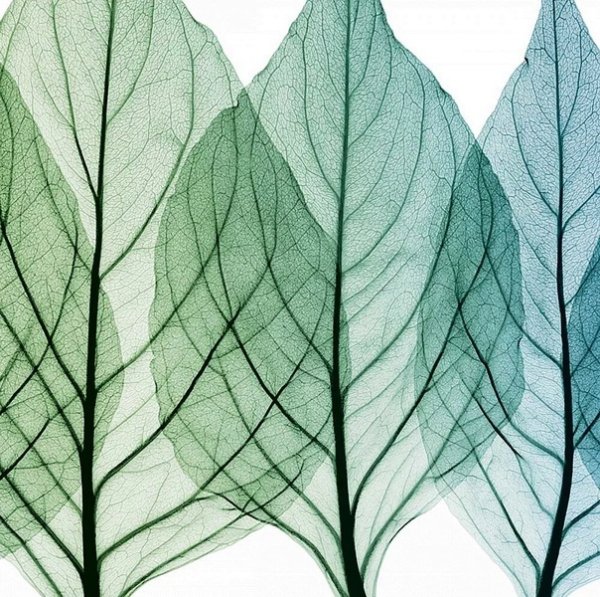 Декоративные листья