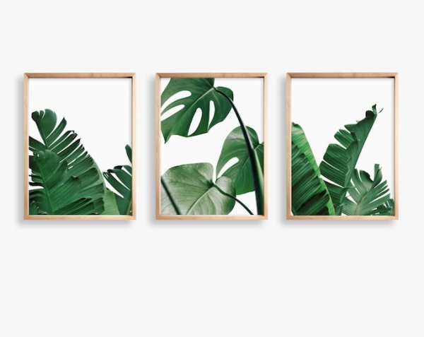 Тропические листья Musa basico