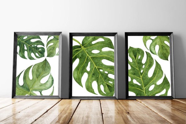 Монстера картина