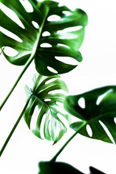 Монстера Эскуэлто