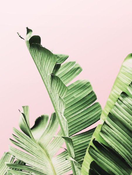 Постер пальмовые листья