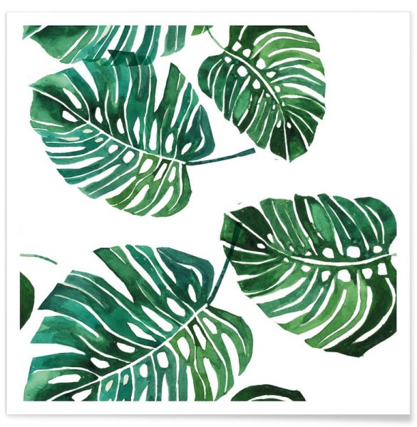 Постер Сканди Monstera