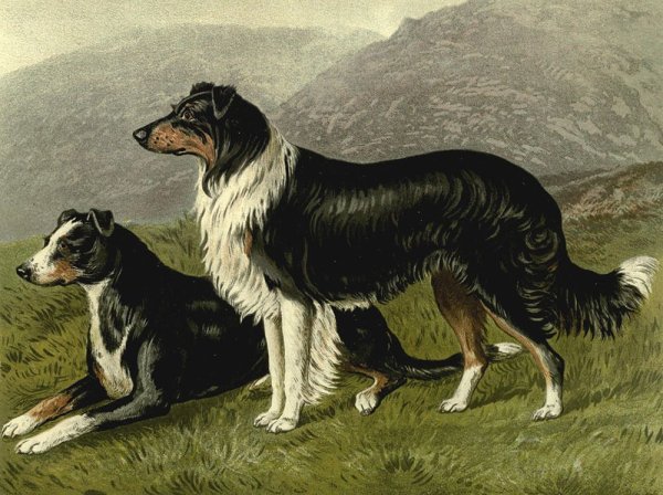 Molly картина по номерам "Борзые" 40х50 см