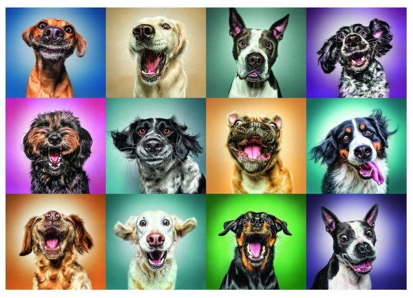 Фотообои с животными в интерьере гостиной