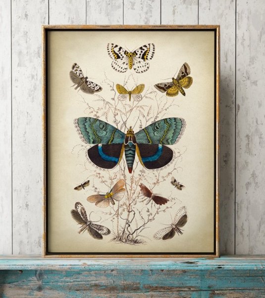 Бабочки плакат