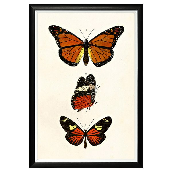 Бабочки плакат