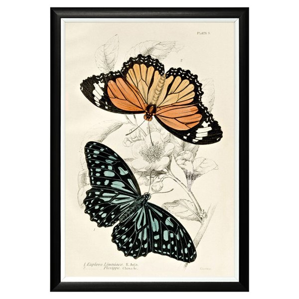 Бабочки плакат