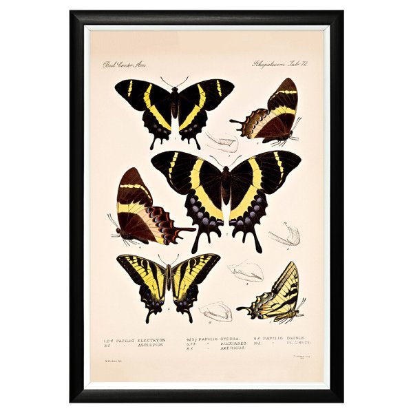 Бабочки плакат