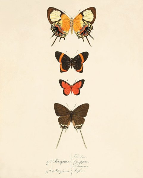 Постер бабочки