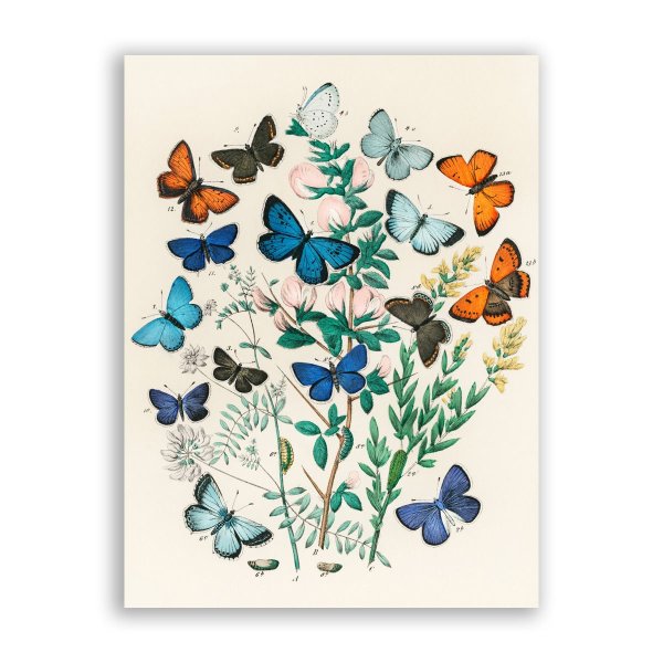 Бабочки плакат