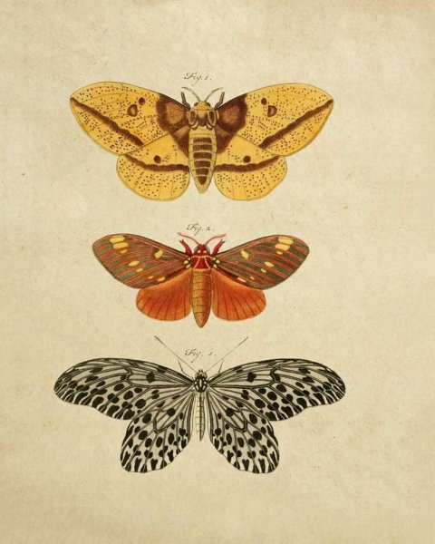 Разнообразие бабочек