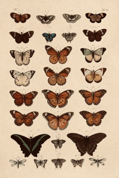 Бабочки плакат Винтаж