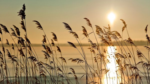 Живопись природа