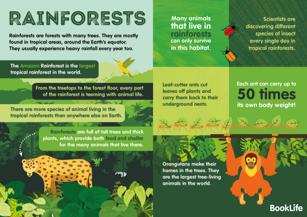 Save our Rainforest activities