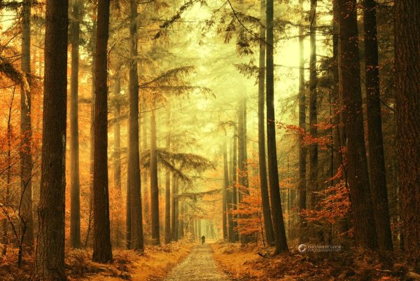 Лес Шварцвальд в тумане