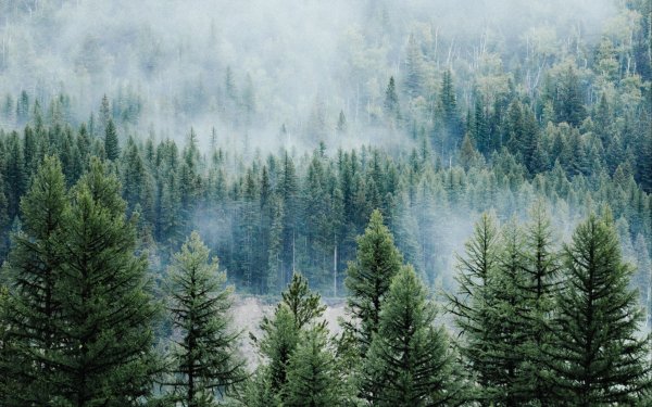 Свечение в лесу