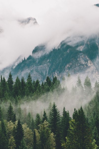 В густом лесу Постер