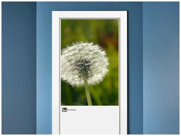 Фотообои одуванчик