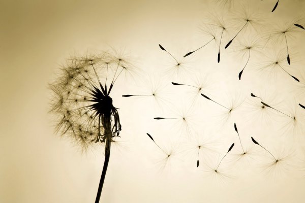 Фотообои с одуванчиками в СПБ