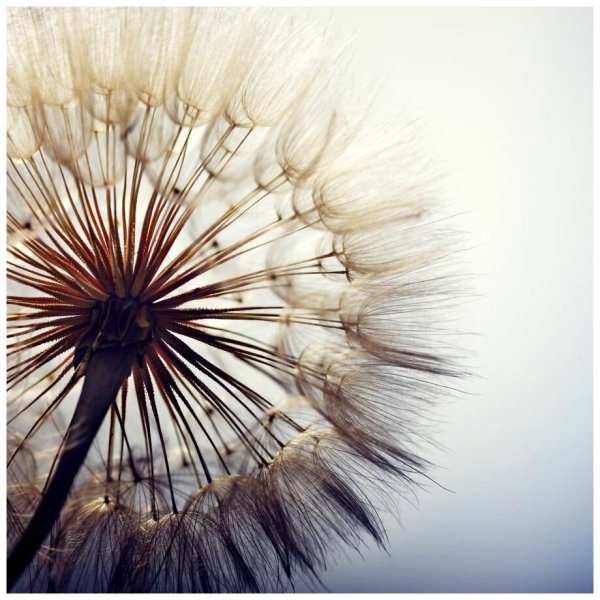 Постеры с одуванчиками в интерьере