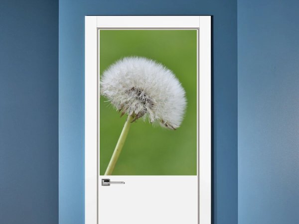 Одуванчик черно белый