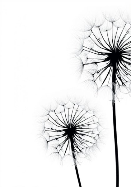 Одуванчик черно белый