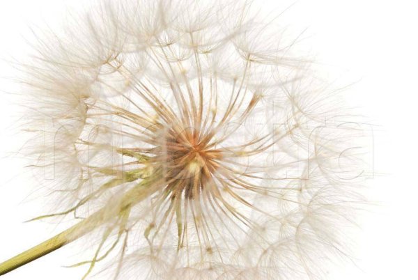 Одуванчик чб