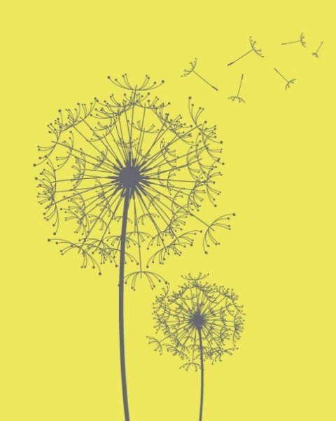 Фотообои белые одуванчики