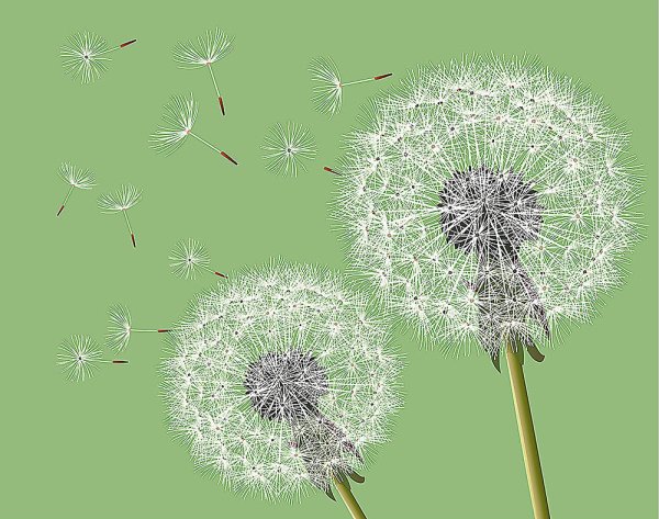 Фотообои одуванчики в росе