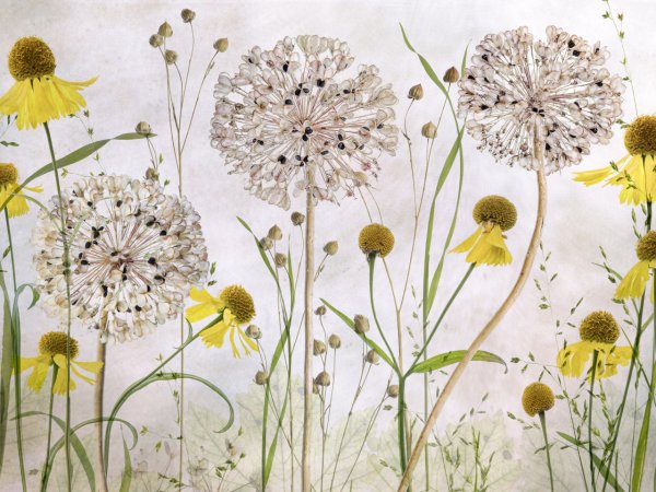 Одуванчики абстракция