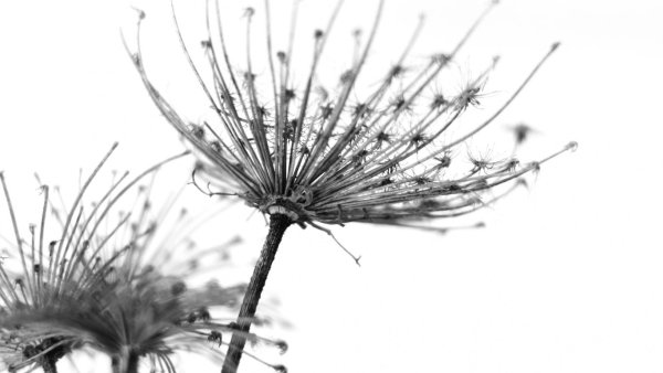 Постер "одуванчики"