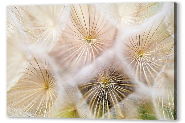 Одуванчик лекарственный гербарий