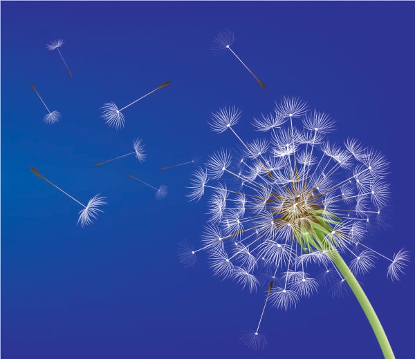 Одуванчик серый