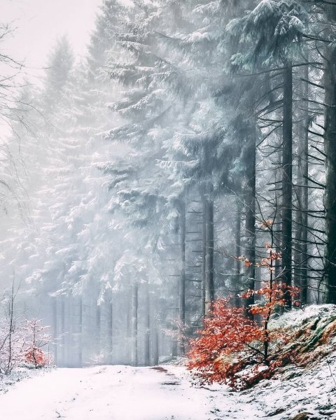 Леса Скандинавии зимой