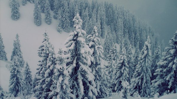 Ель в снегу