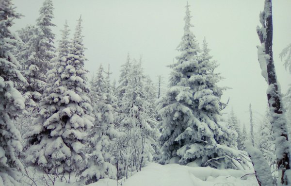 Снежный пейзаж